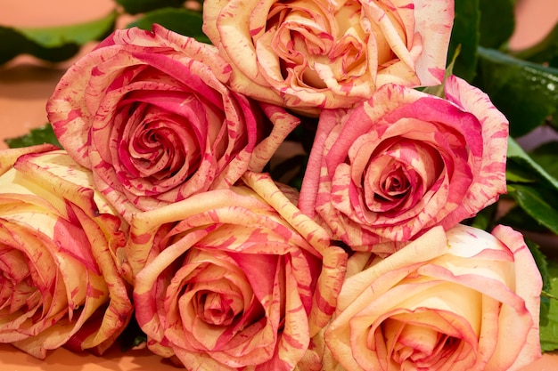 Bouquet of beautiful pink roses on a pink background close-up