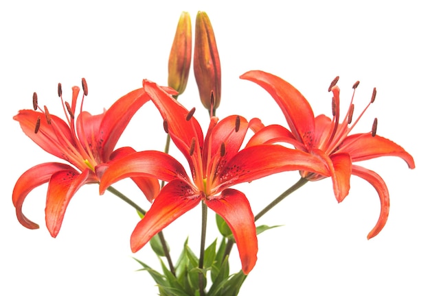 Bouquet of beautiful red lily flower isolated on white background