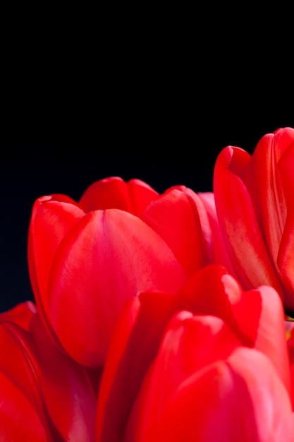 A bouquet of beautiful red tulips, red flowers tulips are used for congratulations in the spring season
