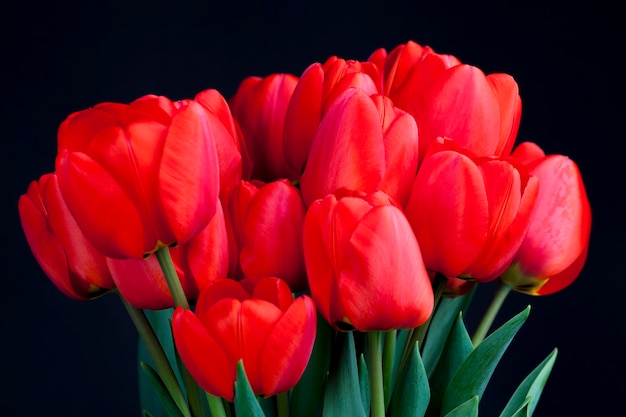 A bouquet of beautiful red tulips