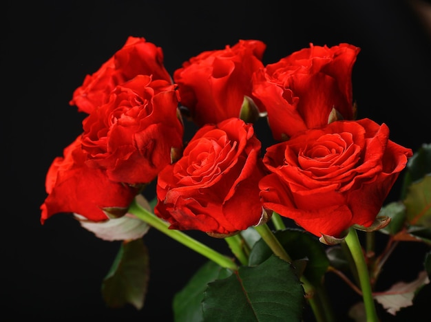 Bouquet of beautiful roses on black background