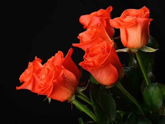 Bouquet of beautiful roses on black background