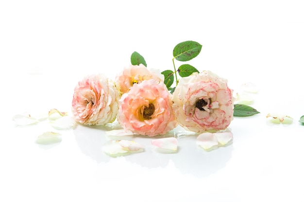 Bouquet of beautiful roses isolated on white background