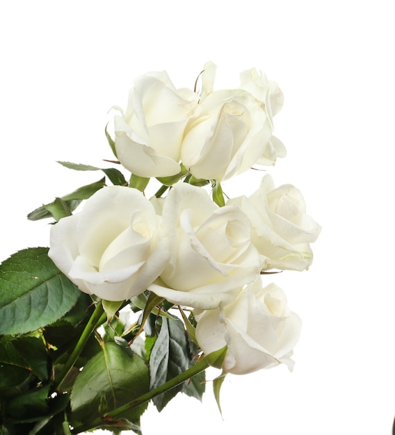 Bouquet of beautiful roses isolated on white