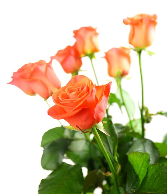 Bouquet of beautiful roses isolated on white