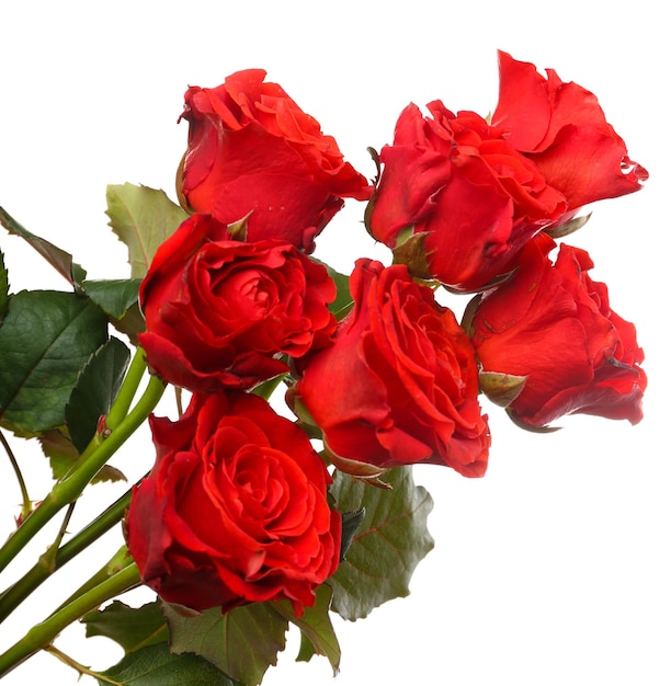 Bouquet of beautiful roses isolated on white