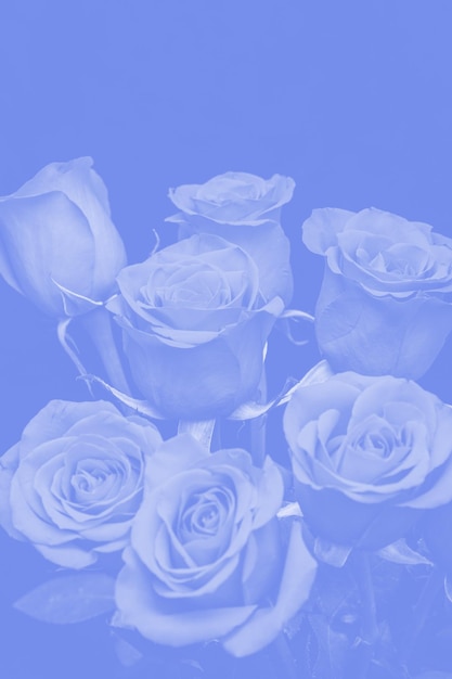 Bouquet of beautiful roses with blue tinting. flower composition