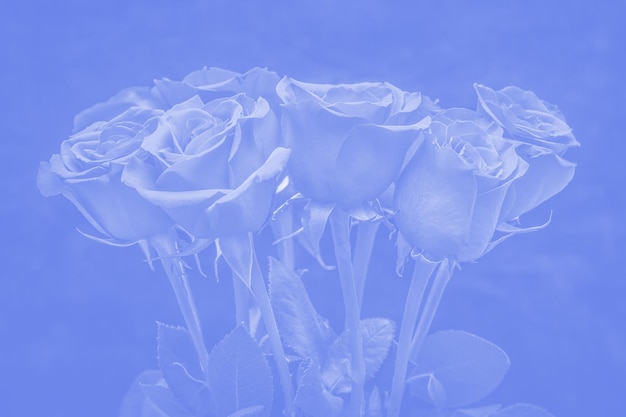 青い色合いの美しいバラの花束。花の構成