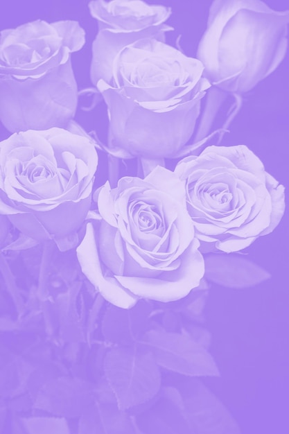 紫がかった美しいバラの花束。花の構成