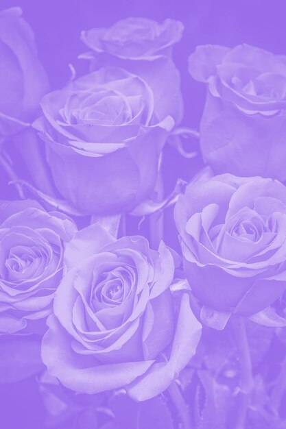 Bouquet of beautiful roses with purple tinting. flower composition