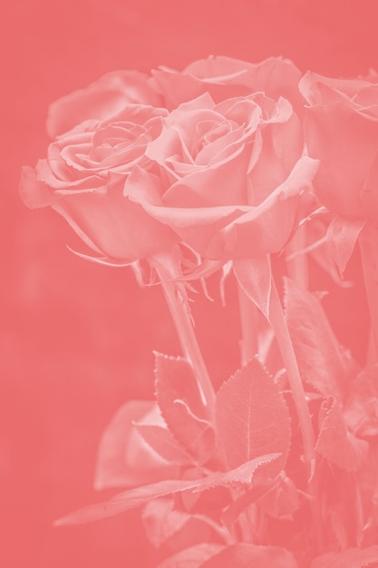 Букет красивых роз с красным отливом. цветочная композиция