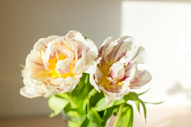 Bouquet of beautiful tulips Copy space International Womens Day celebration White wall background Scandinavian interior