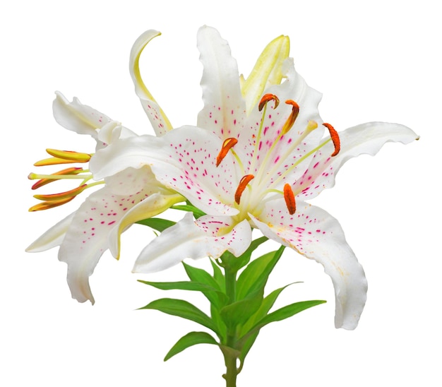 Bouquet of beautiful white lily flowers isolated on white background