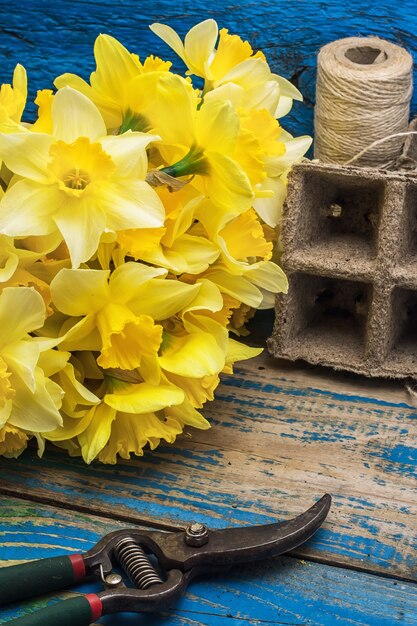 Bouquet of blooming April daffodils