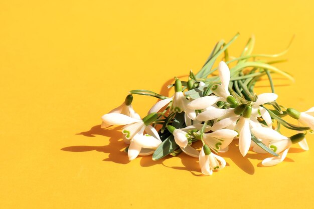 Bouquet of blooming snowdrops on a yellow background place for text side view