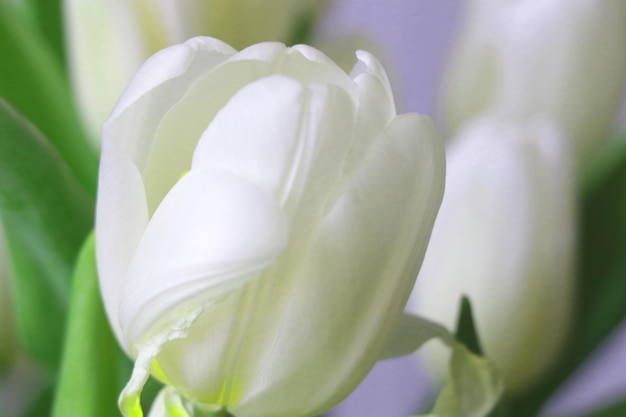 Bouquet of blooming white flowers Congratulations on the holiday