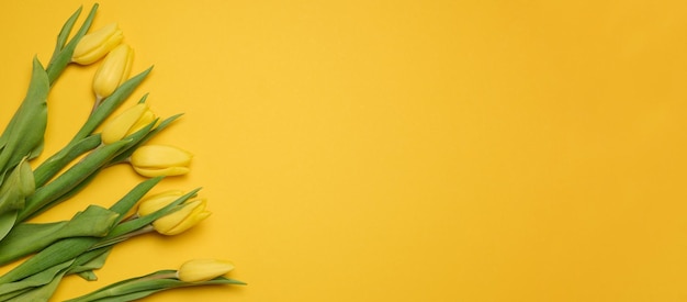 Bouquet of blooming yellow tulips with green leaves on a yellow background top view