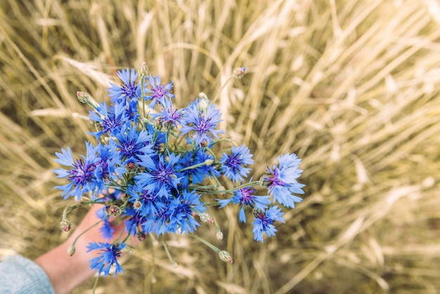 夏のフィールドの背景に青いヤグルマギクの花束。ハーブの野の花。ベラルーシのシンボル