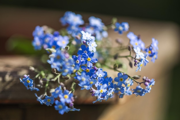 Bouquet of blue flowers forgetmenots in nature