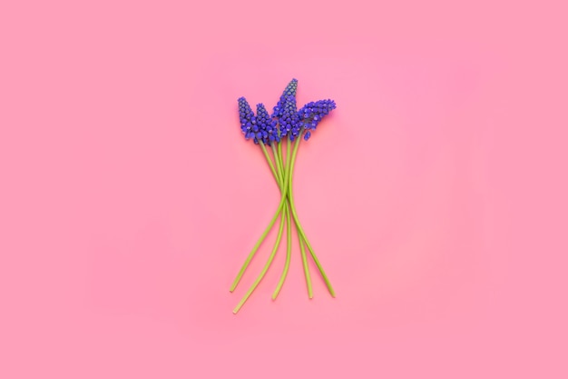 A bouquet of blue hyacinths on a pink