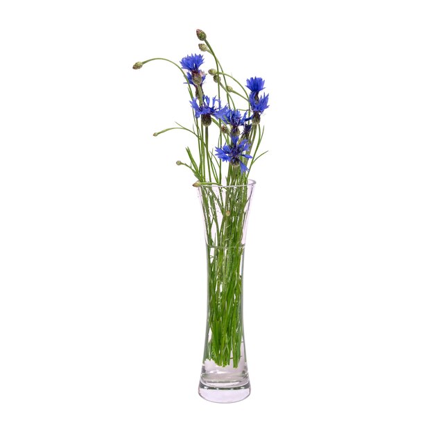 유리 투명 꽃병에 파란 봄 꽃의 꽃다발은 흰색 배경에 격리됩니다