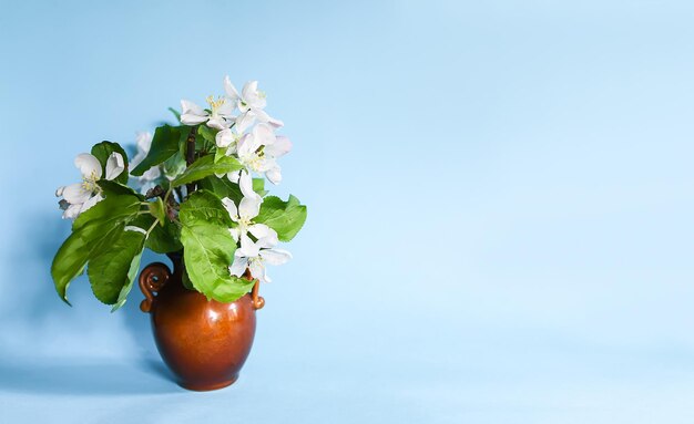 Bouquet of the branches of blooming apple tree in a ceramic vase on soft blue background