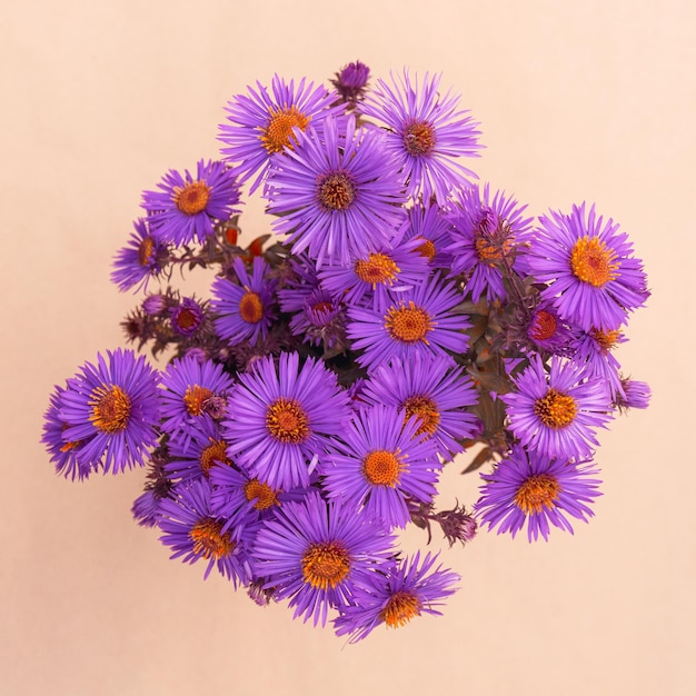 Bouquet of bright cute autumn asters in purple color with copy space