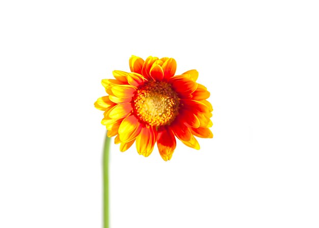 Bouquet of bright orange gerbera flowers in glass vase