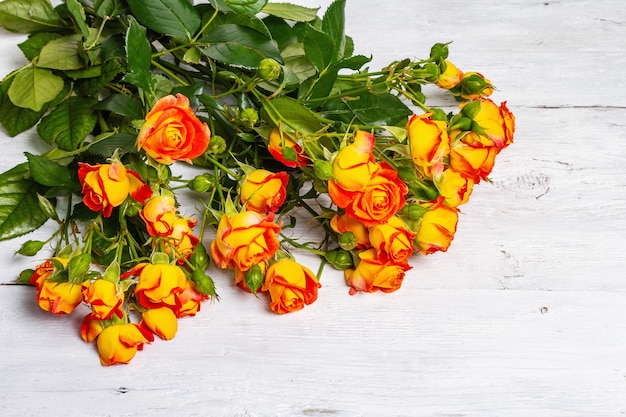 Bouquet of bright orange roses on white background