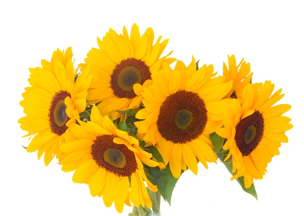 Bouquet of   bright sunflowers isolated