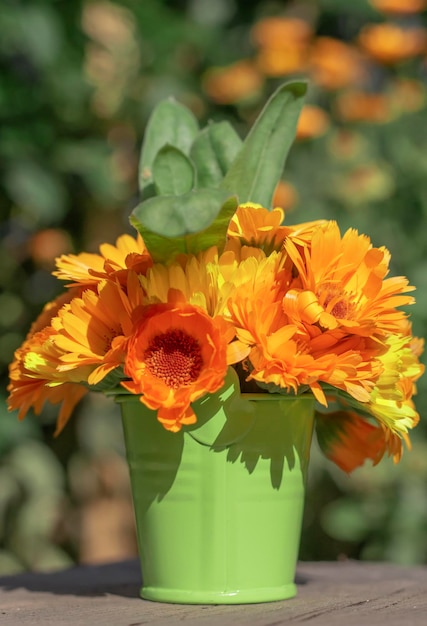 A bouquet of calendula in a green bucket on the background of a green garden