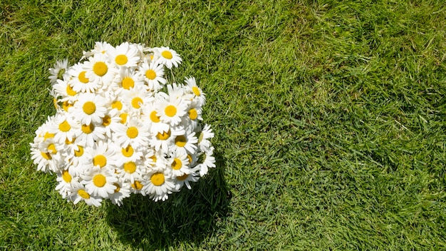 Bouquet of camomile flowers on a grass. Top view.