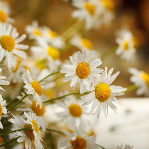 Bouquet of camomiles at sunlight. summer morning. Natural cute background.