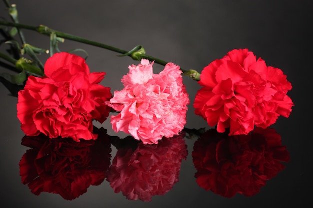 Bouquet of carnations on black