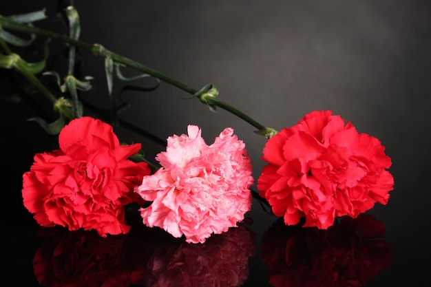 bouquet of carnations on black