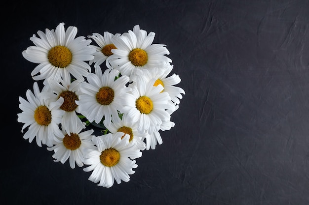 A bouquet of chamomiles on a dark background as a symbol of awareness of the fight against tuberculosis.