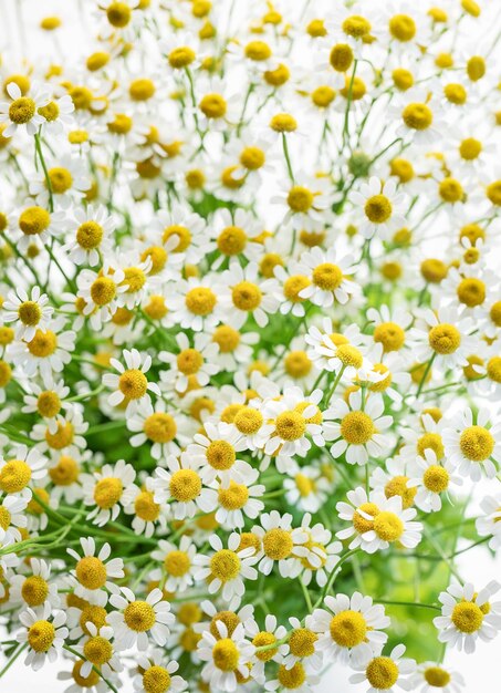 Bouquet of Chamomiles