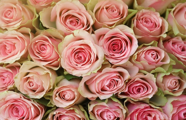 Bouquet of colorful roses as background closeup pink flowers