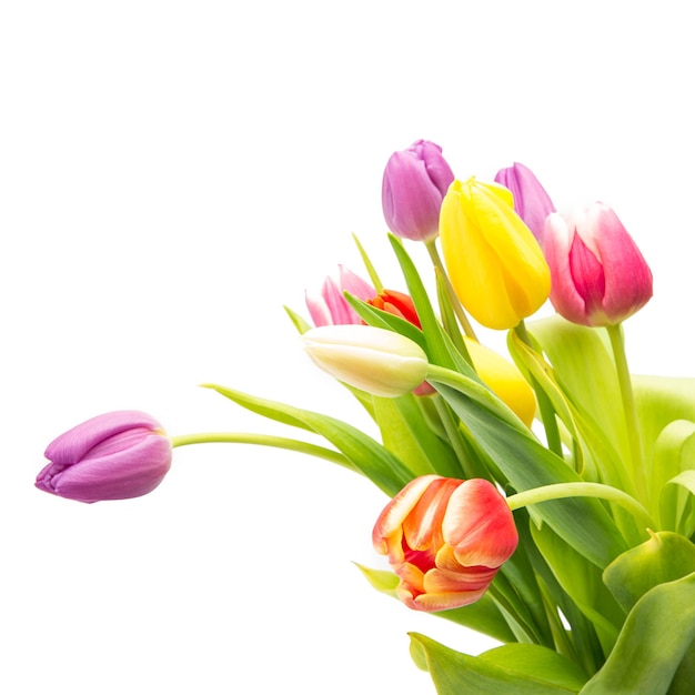 A bouquet of colorful tulips isolated on white background. Taken in Studio with a 5D mark III.