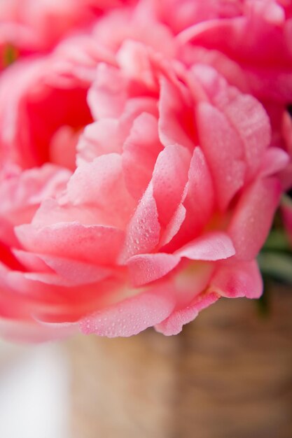 Bouquet of coral peonies in vase