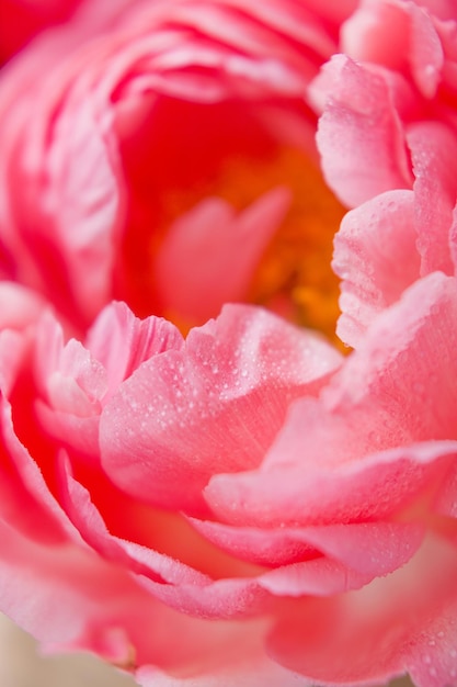 Bouquet of coral peonies in vase