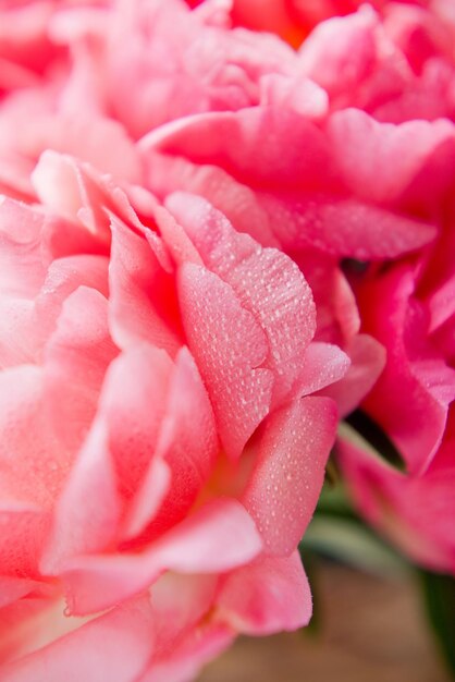 Bouquet of coral peonies in vase