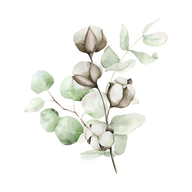 綿の花の緑の葉と枝の花束ユーカリ水彩花のイラスト
