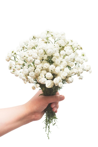 치료용 꽃 야로우 꽃다발은 흰색 배경에 격리된 한 소녀가 손에 들고 있습니다. 아킬레아 밀레폴리움