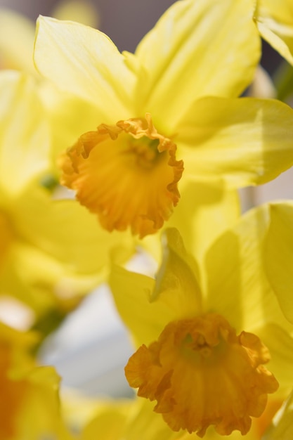 Bouquet of daffodils close up in glass vase on a windowsill at sunlight spring yellow flowers