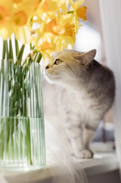 日光の下で窓辺にガラスの花瓶の水仙の花束春の黄色い花