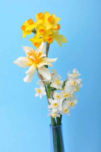 Bouquet of daffodils in a vase