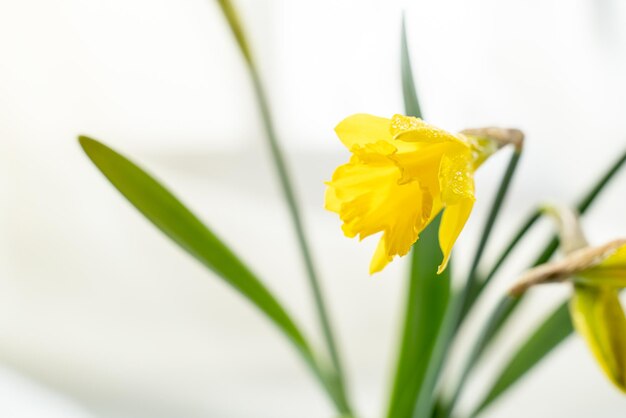 窓のカバーのそばの白い背景に水仙の花束