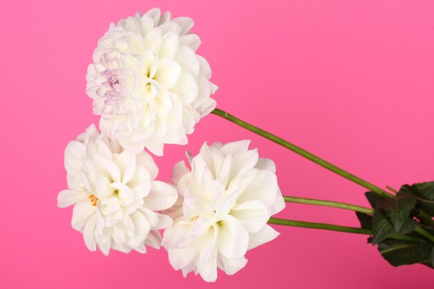 Bouquet of dahilas on color background