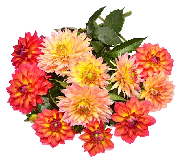 Bouquet of dahlia flowers isolated on a white background Springtime gardener Pink red yellow orange Flat lay top view